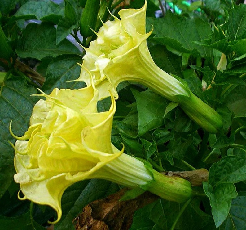 Yellow Ballerina Datura metel, 10 seeds, really frilly, fragrant night bloomer, desert beauty, drought tolerant, all zones image 3