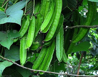 Thai winged bean Psophocarpus tetragonolobus Fabaceae 50 Seeds ThailandMrk Thai winged bean Psophocarpus tetragonolobus Fabaceae 50 Seeds ThailandMrk