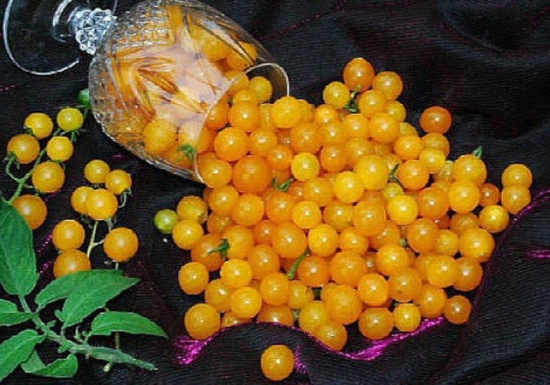 May include: A glass bowl filled with bright yellow cherry tomatoes, spilling out onto a black fabric background. The tomatoes are small and round, with a glossy finish.