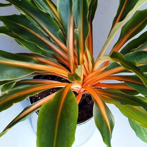 May include: A potted houseplant with long, green leaves with orange stripes. The leaves are arranged in a radial pattern around the center of the pot.