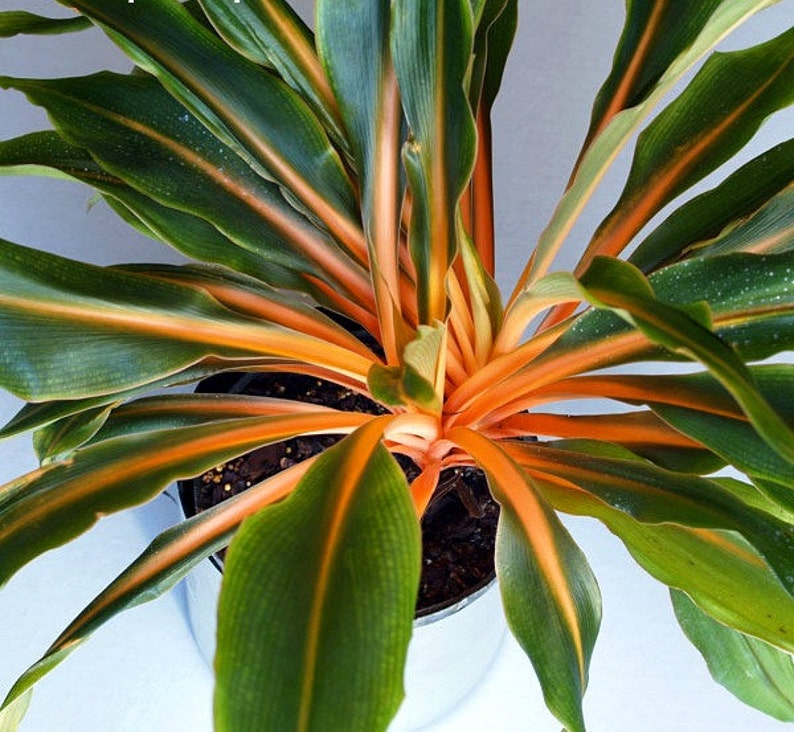 May include: A potted houseplant with long, green leaves with orange stripes. The leaves are arranged in a radial pattern around the center of the pot.