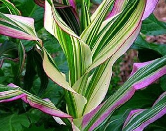 Candy Striped Corn, Zea mays japonica, 20 seeds, rare Japanese heirloom, showy ornamental, cool popcorn, container plant, non GMO