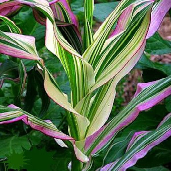 Candy Striped Corn, Zea mays japonica, 20 seeds, rare Japanese heirloom, showy ornamental, cool popcorn, container plant, non GMO