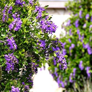 Texas Mountain Laurel, 10 seeds, Sophora secundiflora, fragrant blooms, xeriscape, desert plant, zones 7 to 11, perfect hedge, very purple image 4