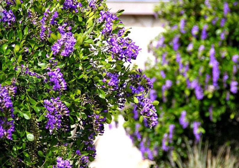 Texas Mountain Laurel, 10 seeds, Sophora secundiflora, fragrant blooms, xeriscape, desert plant, zones 7 to 11, perfect hedge, very purple image 4