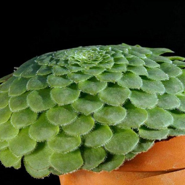 Aeonium tabuliforme, Dinner Plate succulent, 15 rare seeds, spiraling form, wall plant, shade, low water, container plant, strange beauty