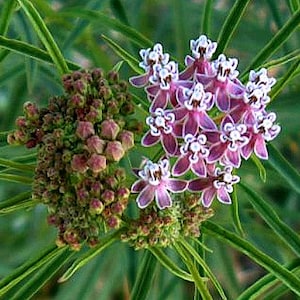 Asclepias fascicularis, California native, Narrow Leaf Milkweed, 10 rare seeds, drought tolerant, grows in sandy soil or clay, pink blooms,