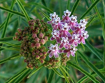 Asclepias fascicularis, California native, Narrow Leaf Milkweed, 10 rare seeds, drought tolerant, grows in sandy soil or clay, pink blooms,