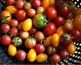 Rainbow Cherry Tomato Collection, five tasty heirlooms, 75 seeds, early harvest, compact plants, sweet and tangy, great gift,kid's favorite