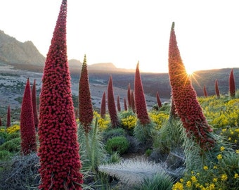 Echium wildpretii, Tower of Jewels, 10 rare seeds, giant pink blooms, bizarre, drought tolerant, deer proof, zones 9 to 11, grown in the USA