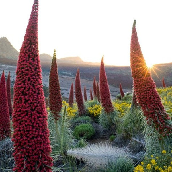 Echium wildpretii, Tower of Jewels, 10 rare seeds, giant pink blooms, bizarre, drought tolerant, deer proof, zones 9 to 11, grown in the USA