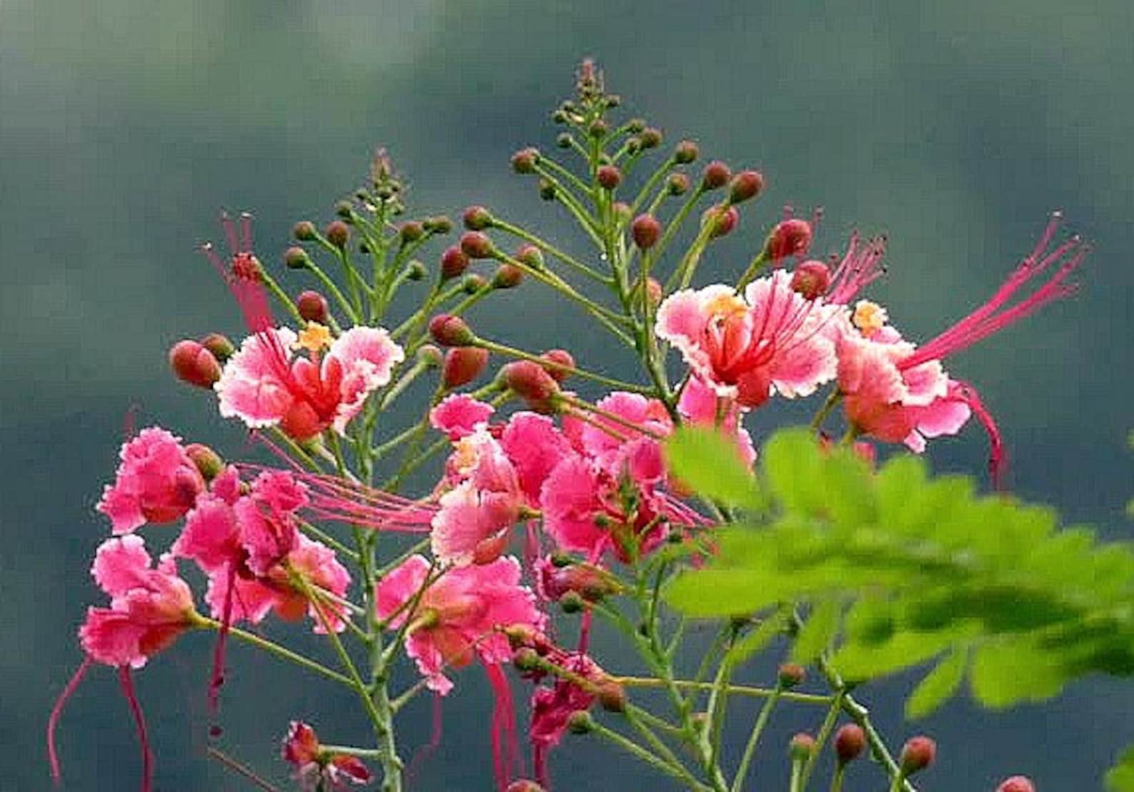 Pride of Barbados Pink Blooms Caesalpinia Rosea 5 Rare - Etsy