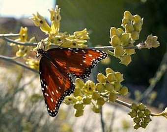 Asclepias subulata, asclépiade du désert, 10 graines rares, hôte monarque, tolérant à la sécheresse, tiges argentées