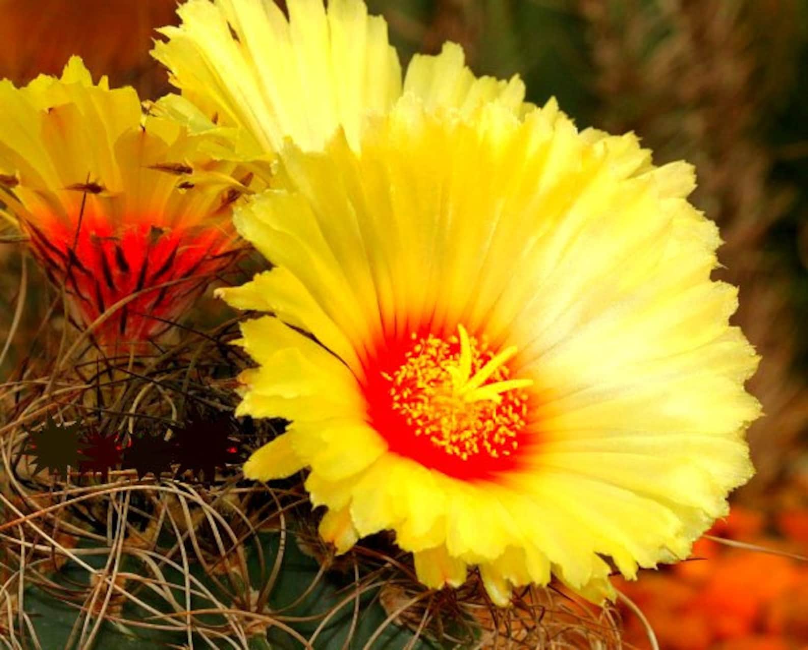 Goat's Horn Cactus Astrophytum Capricorne 10 Seeds Etsy