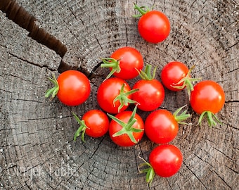 Mexico Midget, petite tomate ancienne, 10 graines, groseille cerise, grosse saveur de tomate, plantes très précoces et vigoureuses, récolte prolifique, plante facile