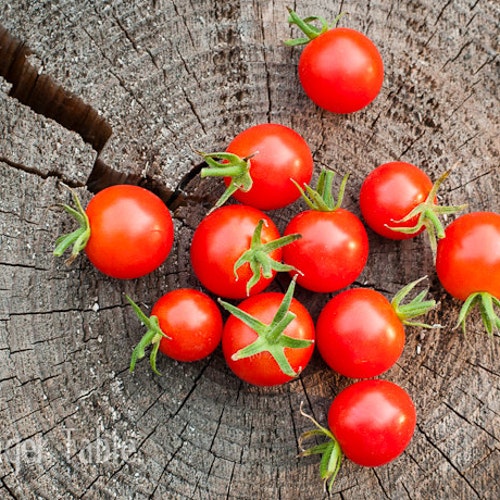 Mexico Midget, tiny heirloom tomato, 15 seeds, currant cherry, big tomato flavor, extra early, vigorous plants, prolific harvest, easy plant