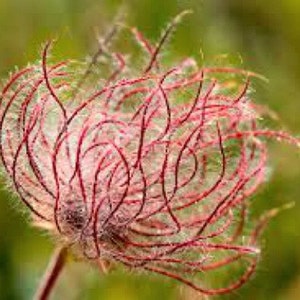 Prairie Smoke, 20 seeds, Geum trifolium, prairie wildflower, crazy seed pods, zones 3 to 8, drought tolerant, rock garden, year round beauty image 1