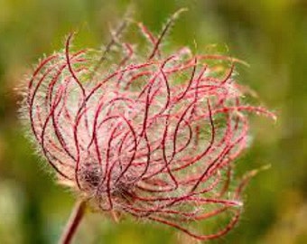 Prairie Smoke, 20 seeds, Geum trifolium, prairie wildflower, crazy seed pods, zones 3 to 8, drought tolerant, rock garden, year round beauty