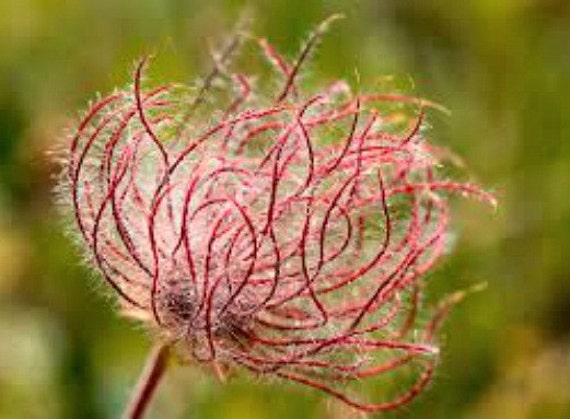 inusual flor de Rosa Geum triflorum Semillas! 10 Nueva pradera Humo 