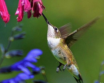 Hummingbird Garden Collection, 6 colorful flowers, 600 seeds, easy annuals for any zone, Salvia, Penstemon, Morning Glories, hummingbirds