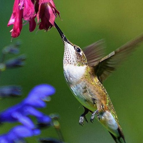 Hummingbird Garden Collection, 6 colorful flowers, 600 seeds, easy annuals for any zone, Salvia, Penstemon, Morning Glories, hummingbirds