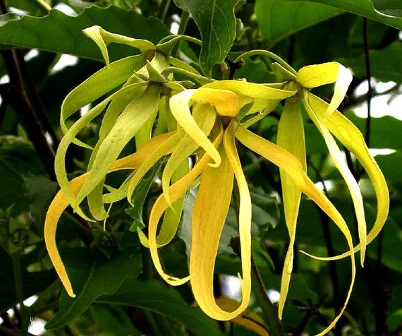 Cananga Odorata Ylang Ylang Tree 10 Seeds Divine Fragrance Yellow Blooms Bright Shade Warm Zones 9 To 11 Container Or Indoor Plant