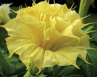 Yellow Ballerina Datura metel, 10 seeds, really frilly, fragrant night bloomer, desert beauty, drought tolerant, all zones