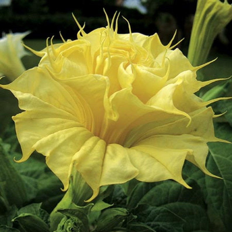 Yellow Ballerina Datura metel, 10 seeds, really frilly, fragrant night bloomer, desert beauty, drought tolerant, all zones image 1