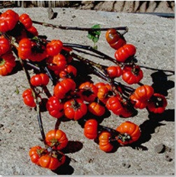 Organic Ornamental Eggplant, Pumpkin On A Stick Eggplant, Pumpkin bush –  The Amazing Seeds