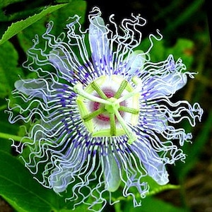 Passiflora incarnata, Maypop Vine, purple passion flower, fragrant blooms, 10 seeds, easy to grow, zones 5 to 10, tasty fruit image 1