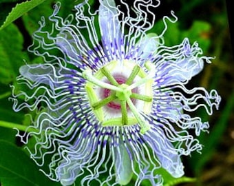 Passiflora incarnata, Maypop Vine, purple passion flower, fragrant blooms, 10 seeds, easy to grow, zones 5 to 10,  tasty fruit