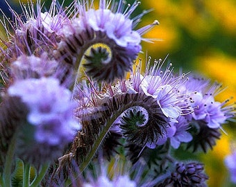 100 ***** Details about   LACY PHACELIA FLOWER SEEDS 