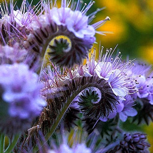 Lacy Phacelia, 500 seeds bulk, blue violet ground cover, lacy blooms, feed the bees, any zone 3 to 10, spring wildflower, winter cover crop