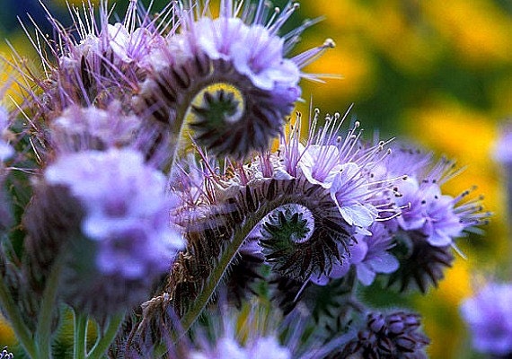Lacy Phacelia, 250 seeds bulk, blue violet ground cover, lacy blooms, feed the bees, any zone 3 to 10, spring wildflower, winter cover crop