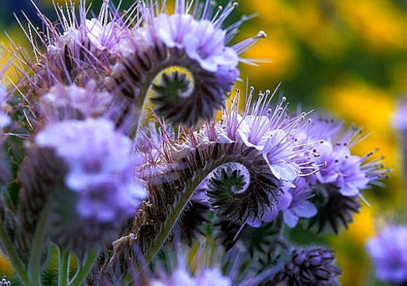 May include: Close-up of a cluster of purple flowers with spiky petals. The flowers are arranged in a spiral pattern, creating a unique and interesting visual.