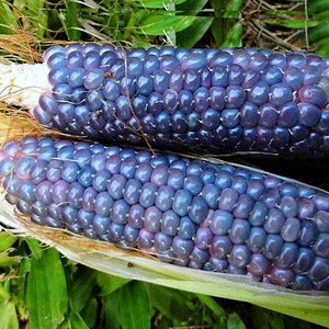 Baby Blue Jade Corn, 20 rare seeds, non GMO, dwarf heirloom, miniature plants, tiny cobs, sweet and tasty, fun for kids