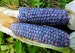 Baby Blue Jade Corn, 20 rare seeds, non GMO, dwarf heirloom, miniature plants, tiny cobs, sweet and tasty, fun for kids 