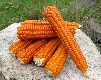 Strubbe's Orange Corn, 20 seeds, vibrant, non GMO heirloom, great for popcorn, cornmeal, orange tortillas, wreath-making, fun for kids