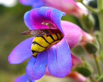 Rocky Mountain Penstemon strictus, 200 seeds, vibrant blue wildflower, desert native, cold hardy, drought tolerant, easy to grow