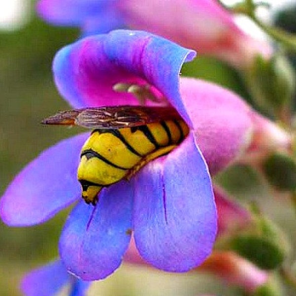 Rocky Mountain Penstemon strictus, 200 seeds, vibrant blue wildflower, desert native, cold hardy, drought tolerant, easy to grow