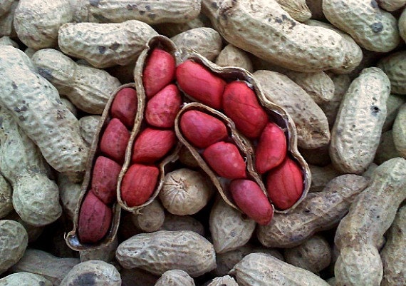 Organic Peanut Seeds, SALE, Fun for Kids, 20 Seeds, Easy to Grow, Nitrogen  Fixer, Nutritious, Home School, Make Your Own Peanut Butter - Etsy Canada