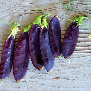 Blauwschokkers Purple Podded Peas, 15 heirloom seeds, non GMO, pink flowers, purple pods, cool weather crop, kids garden image 2