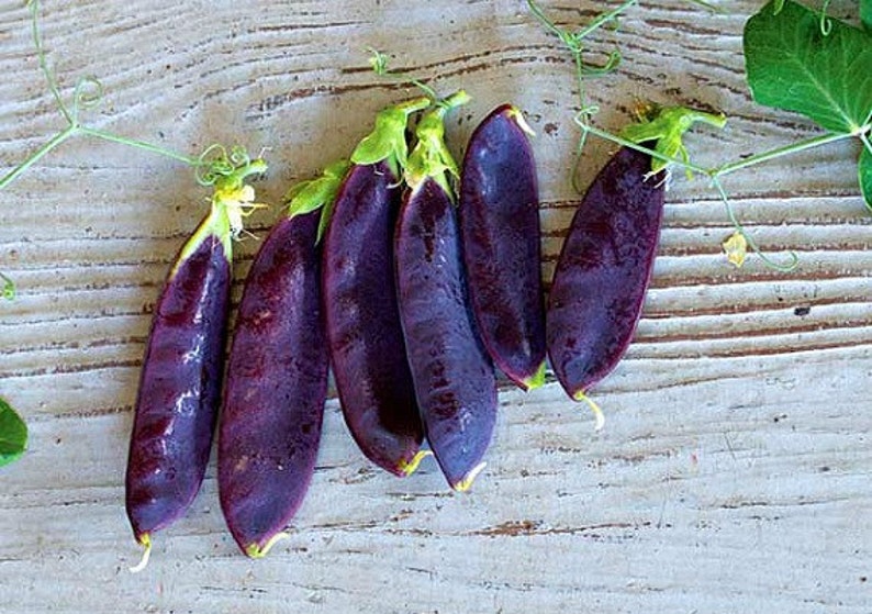 Blauwschokkers Purple Podded Peas, 15 heirloom seeds, non GMO, pink flowers, purple pods, cool weather crop, kids garden Bild 2