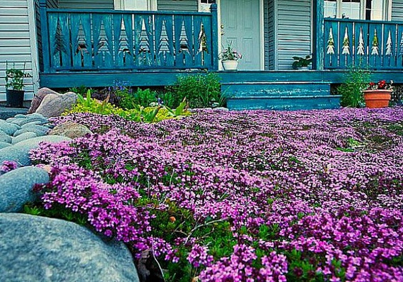 bulk mother of thyme seeds bulk mother of thyme seeds