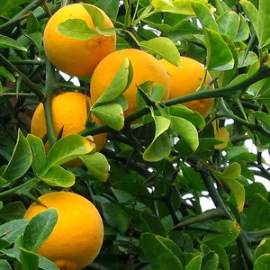 Flying Dragon, Poncirus citrus trifoliata, 10 seeds, cold hardy citrus, miniature tree, blooming bonsai, fragrant blossoms, great houseplant image 5