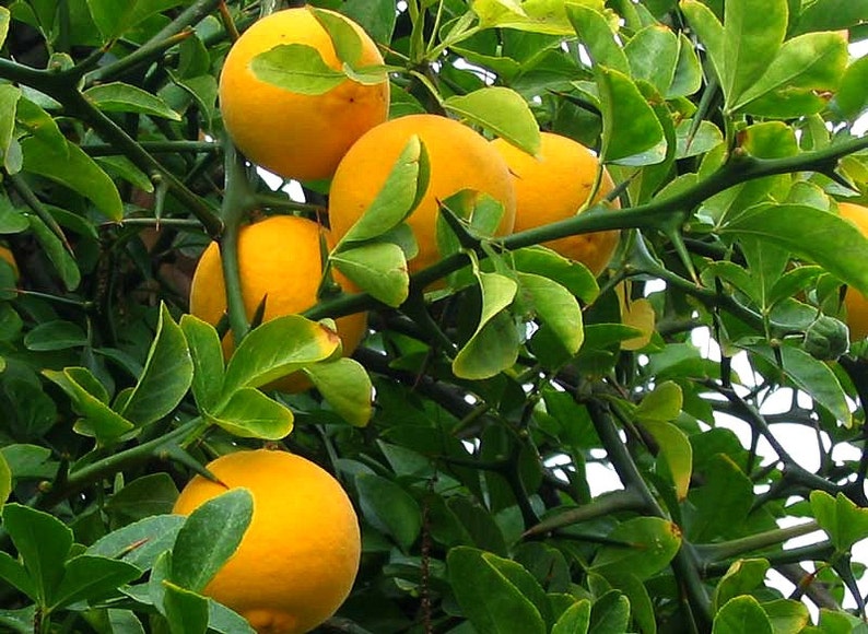 Flying Dragon, Poncirus citrus trifoliata, 10 seeds, cold hardy citrus, miniature tree, blooming bonsai, fragrant blossoms, great houseplant image 5