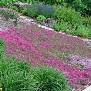 Creeping Thyme ground cover, 1000 seeds, fragrant herb, pink blooms, perennial zones 4 to 9, sun or light shade, deerproof, Thymus serpyllum image 5