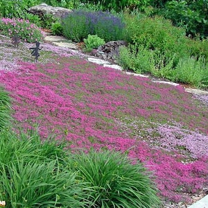 Creeping Thyme Seeds: Fragrant Herb, Pink Blooms - Deerproof Ground Cover bild 6