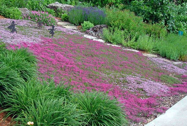 Creeping Thyme ground cover, 1000 seeds, fragrant herb, pink blooms, perennial zones 4 to 9, sun or light shade, deerproof, Thymus serpyllum image 5