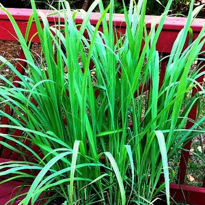 Lemongrass, 20 fresh seeds, Asian herb, fragrant, soothing bath, perennial in warm zones 9-11, container plant, lovely image 5